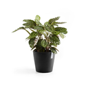 5411942740643_03 Amsterdam 40 Dark Grey.webp