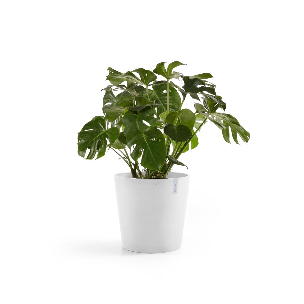 5413724332213_01 Amsterdam 60 Pure White.webp