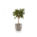 5413724316831_04 Oslo 25 Taupe.webp
