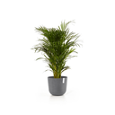 5413724316800_02 Oslo 35 Grey.webp