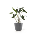 5413724316817_03 Oslo 45 Grey.webp