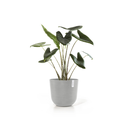 5413724316930_03 Oslo 45 White Grey.webp