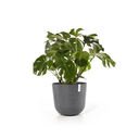 5413724316824_02 Oslo 55 Grey.webp
