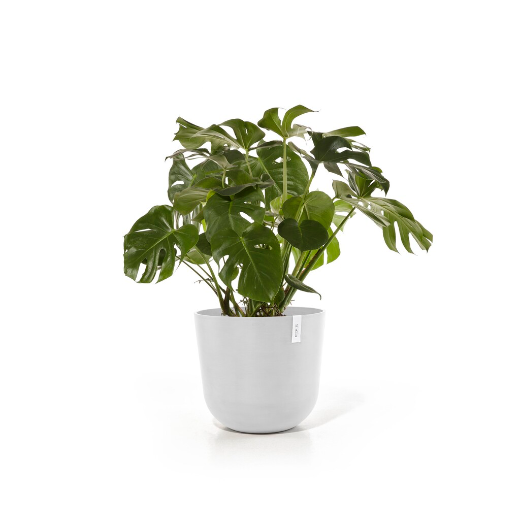 5413724332237_02 Oslo 55 Pure White-2.webp