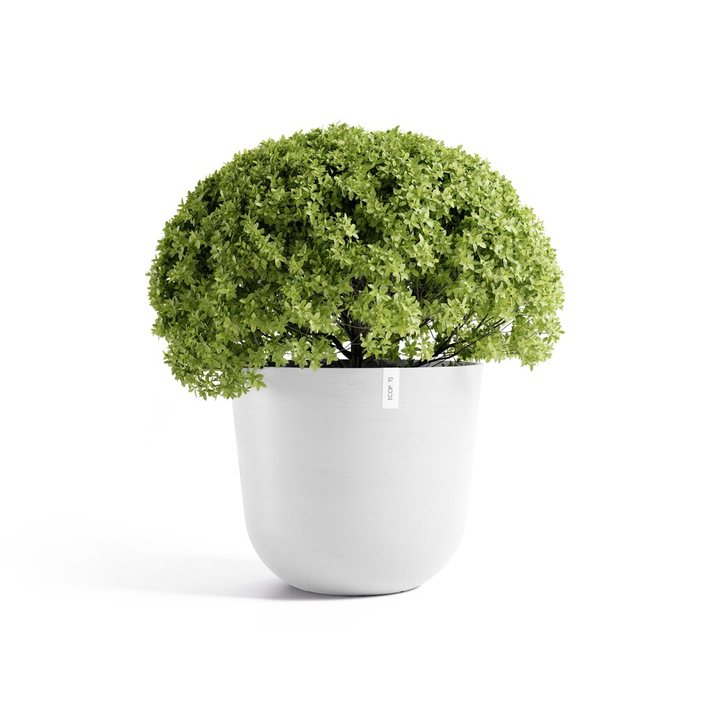 5413724332244_01 Oslo 65 Pure White.webp