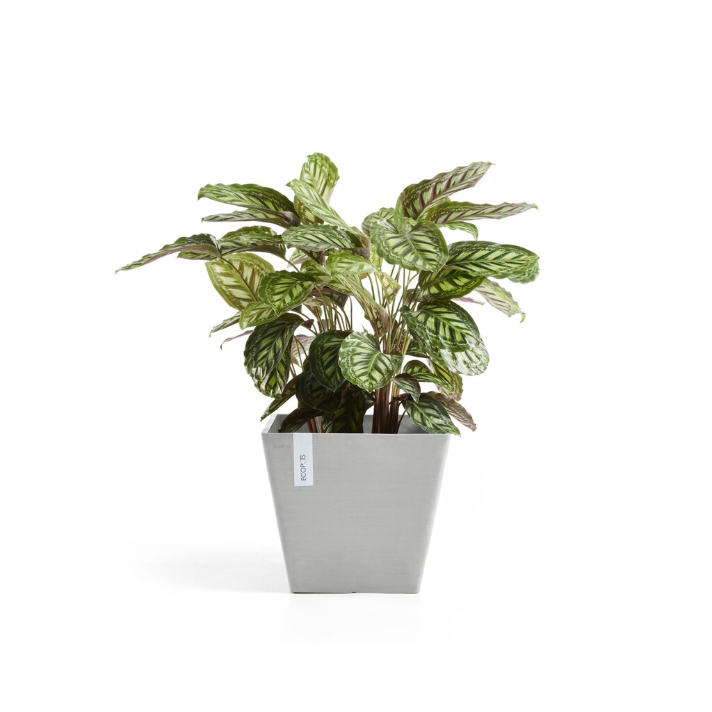5413724301325_03 Rotterdam 30 White Grey.webp