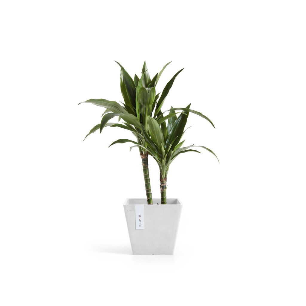 5413724331087_03 Rotterdam 20 Pure White.webp