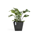 5411942740681_01 Rotterdam 40 Dark Grey.webp