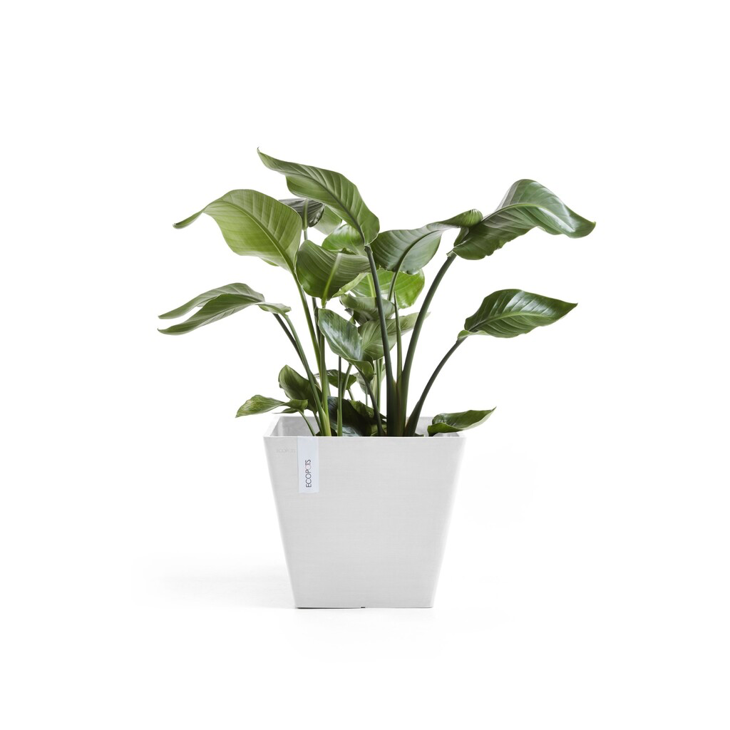 5413724332459_01 Rotterdam 40 Pure White.webp