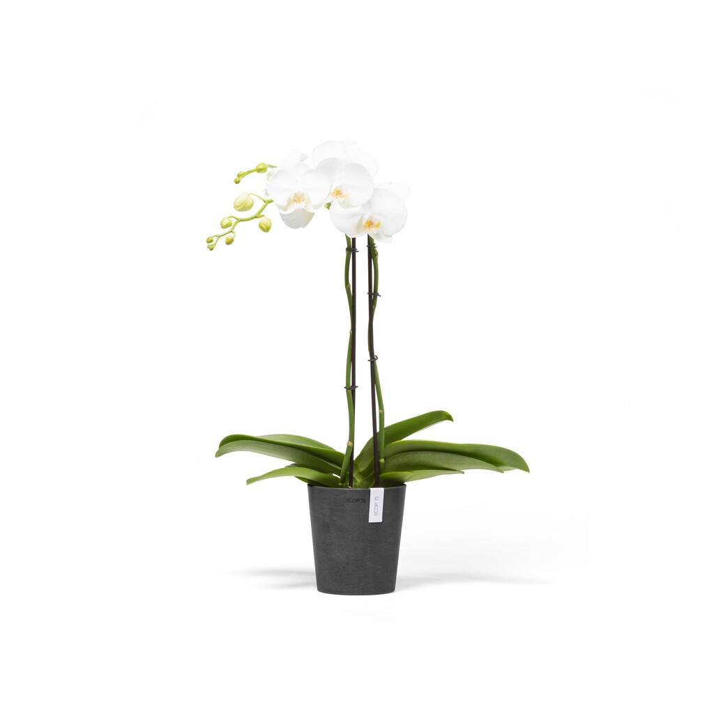 5413724307099_01 Morinda 14 Dark Grey.webp