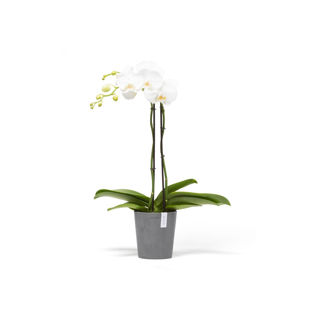 5413724304807_01 Morinda 14 Grey.webp