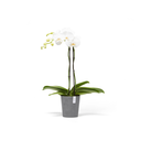 5413724304807_01 Morinda 14 Grey.webp