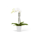 5413724325703_01 Morinda 14 Pure White.webp