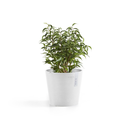 5413724325314_01 Amsterdam 17 Pure White.webp