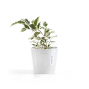 5413724325291_02 Amsterdam 10.5 Pure White.webp