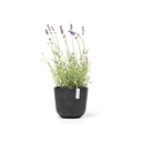 5413724325499_01 Oslo 19 Dark Grey.webp