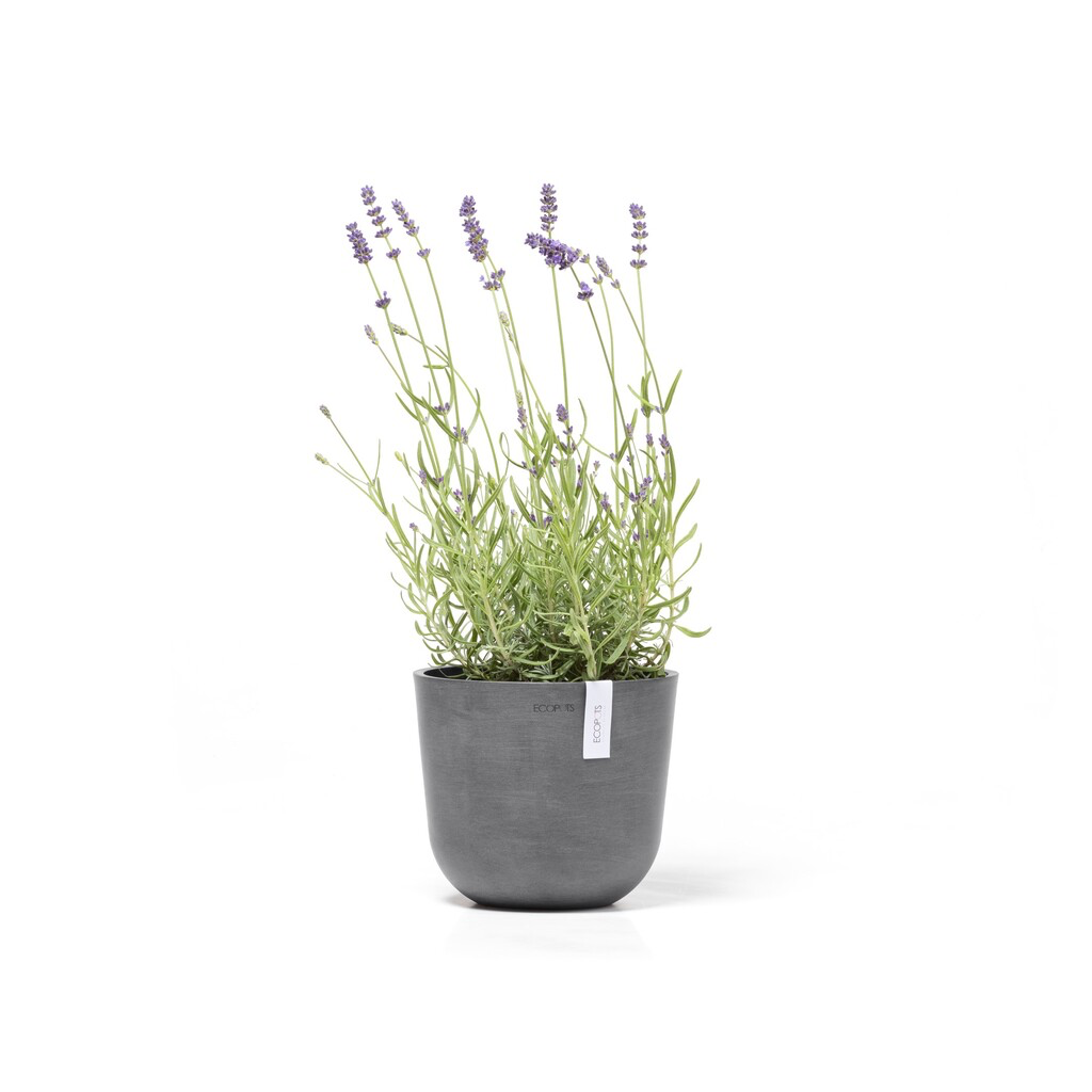 5413724325529_01 Oslo 19 Grey.webp
