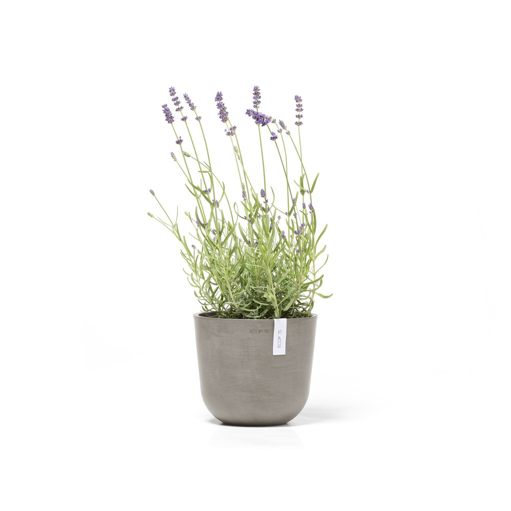 5413724325550_01 Oslo 19 Taupe.webp