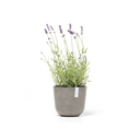5413724325550_01 Oslo 19 Taupe.webp