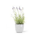 5413724325468_01 Oslo 19 Pure White.webp