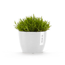STH.16.PW-SP-Productshot_03-Ecopots_plant.webp