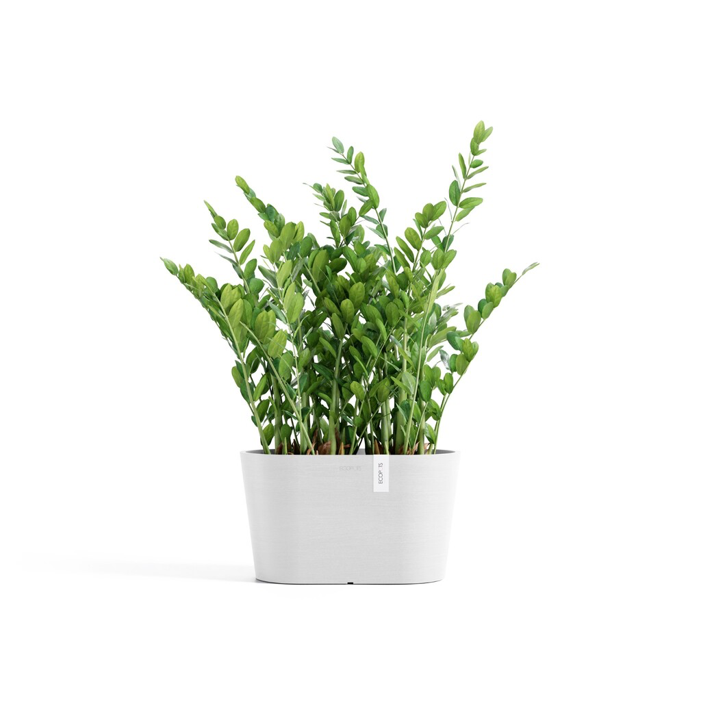 5413724332060_01 Tokyo 30 Pure White.webp