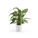 5413724329688_01 Amsterdam 20 Pure White-2.webp